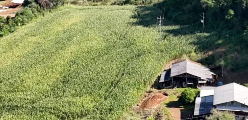 A16