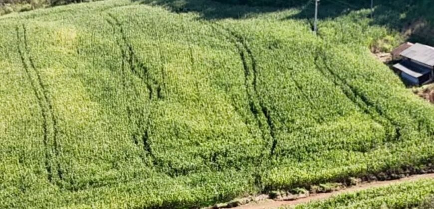 A16